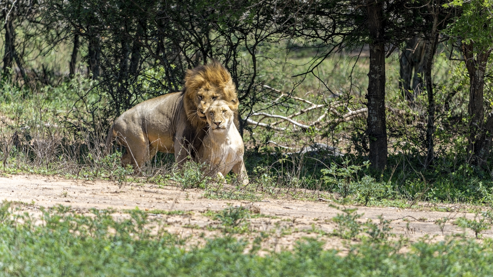 Kruger25 2025 11 01 09 54 24 ILCE 1M2 2210_DxO